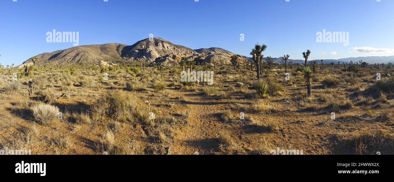 Scenic Desert Panoramic Landscape on Hall of Horrors Hiking Trail on Sunny Windy Winter Day in Joshua Tree National Park, California USA Stock Photo