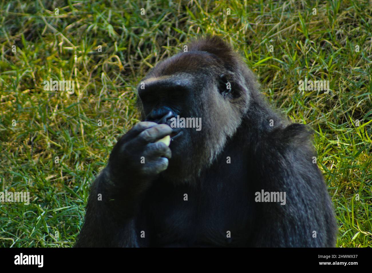 INTERESTING FACTS ABOUT ANIMALS IN CAPTIVITY visual data 6