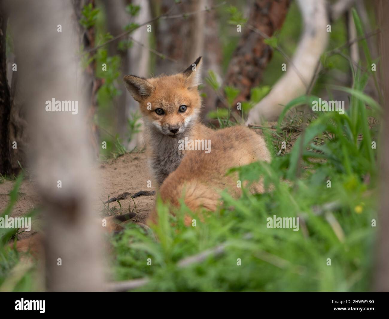 Fox cubs playing around their den Stock Photo
