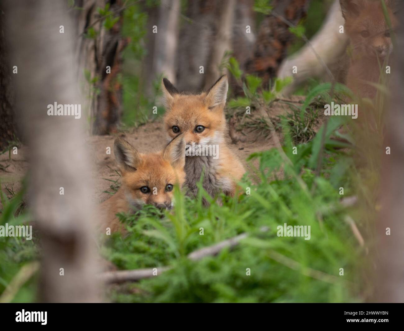 Fox cubs playing around their den Stock Photo