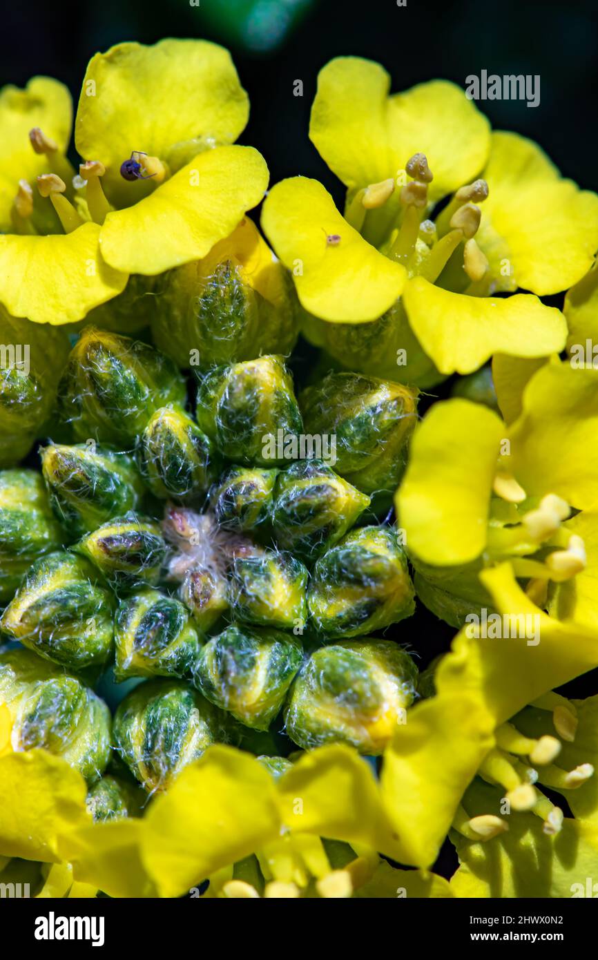 Yellow alyssum hi-res stock photography and images - Alamy