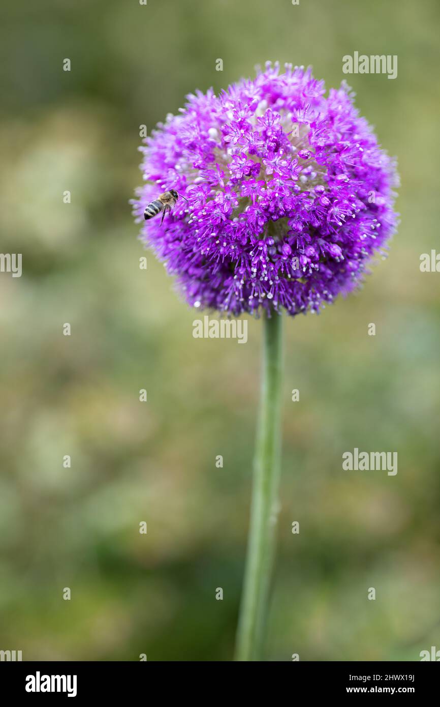 close up of a giant onion flower Stock Photo