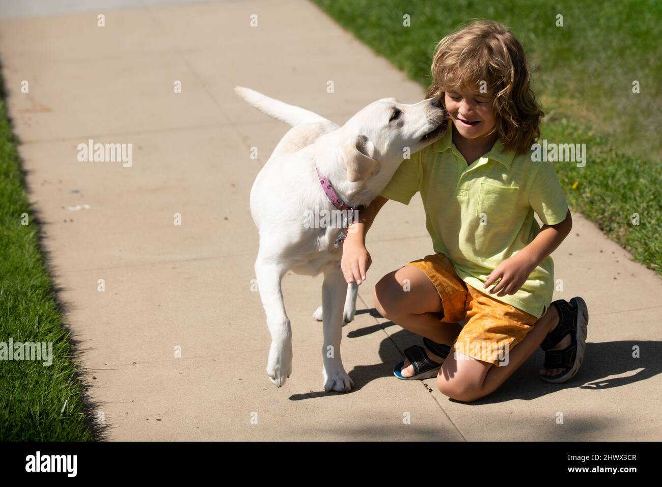 Why Do Dogs Lick Babies