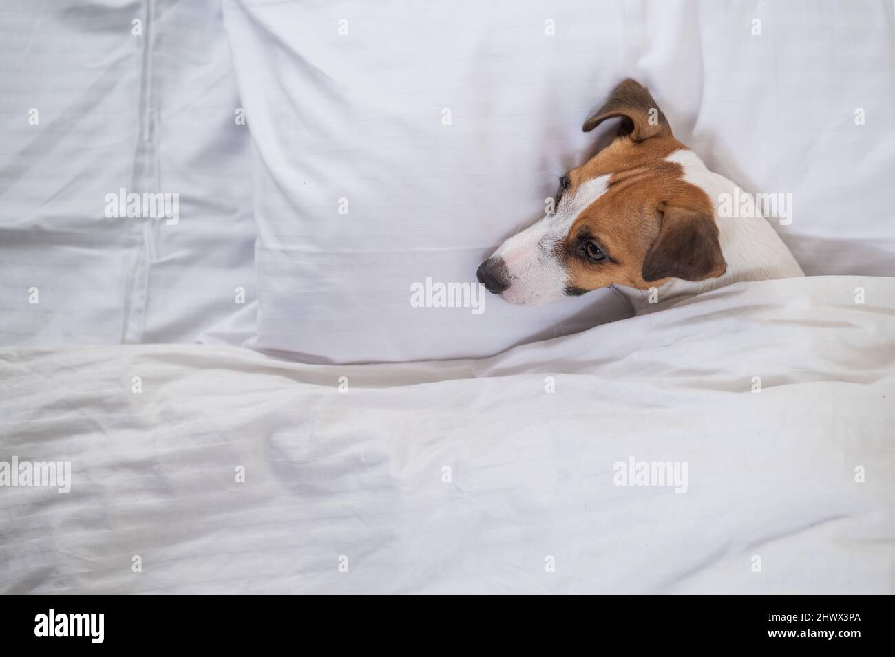 Dog under the covers hires stock photography and images Alamy