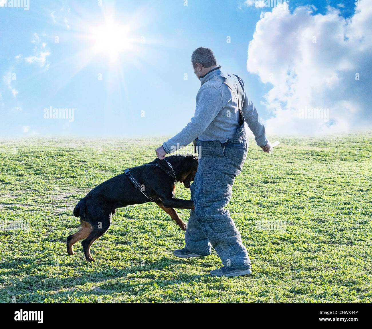 K9 dog harness hi-res stock photography and images - Alamy