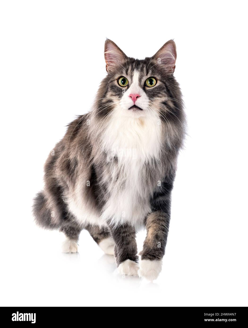 Norwegian Forest cat in front of white background Stock Photo - Alamy