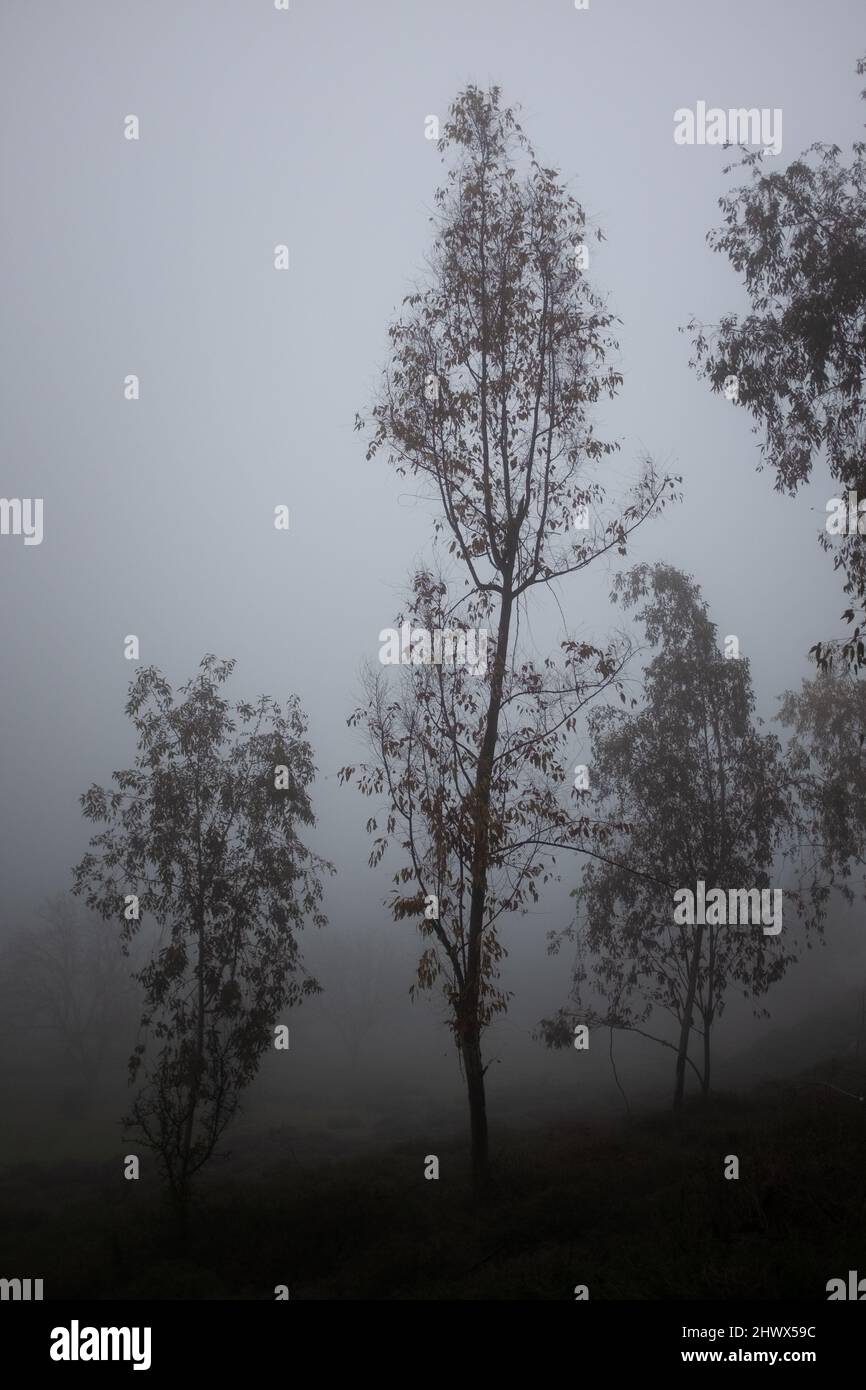Scenic view on foggy hi-res stock photography and images - Alamy