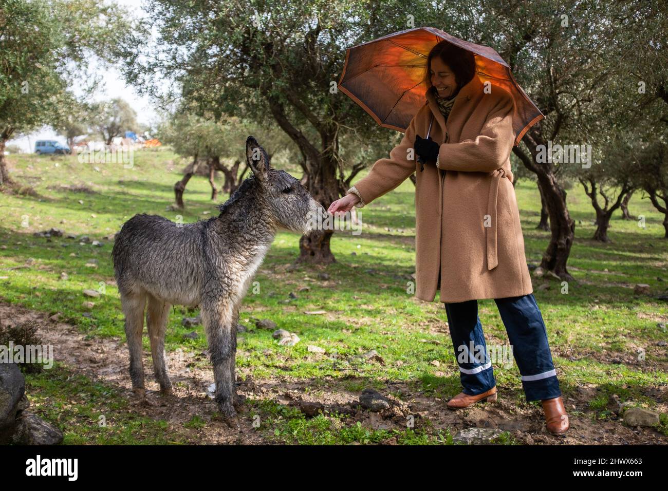 Woman petting a donkey in countryside Stock Photo