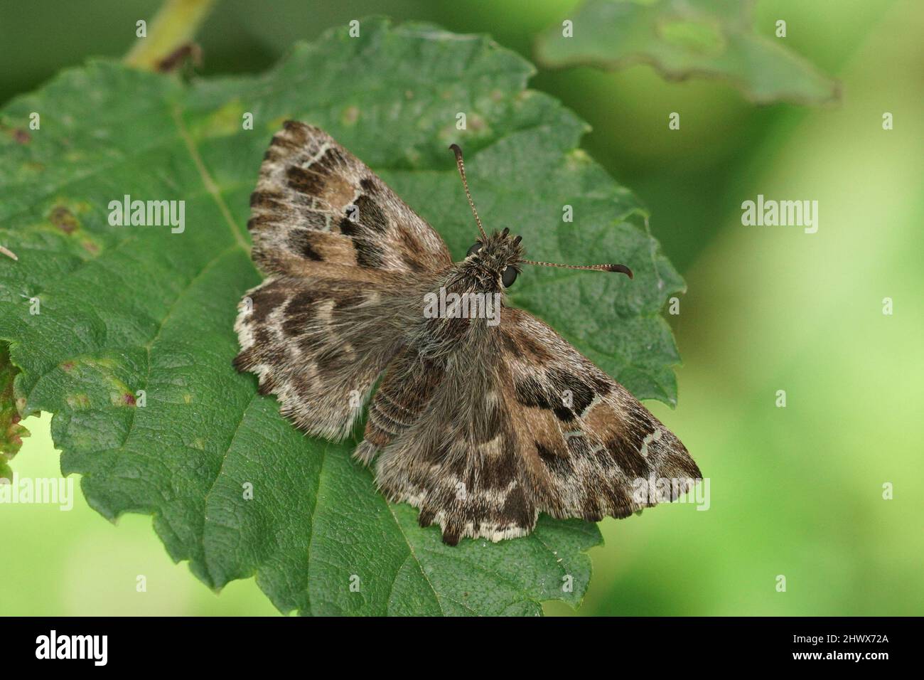 Closeup on a fresh emerged Mallowskipper, Carcharodus alceae sitting with open wings on a green leaf in the field Stock Photo