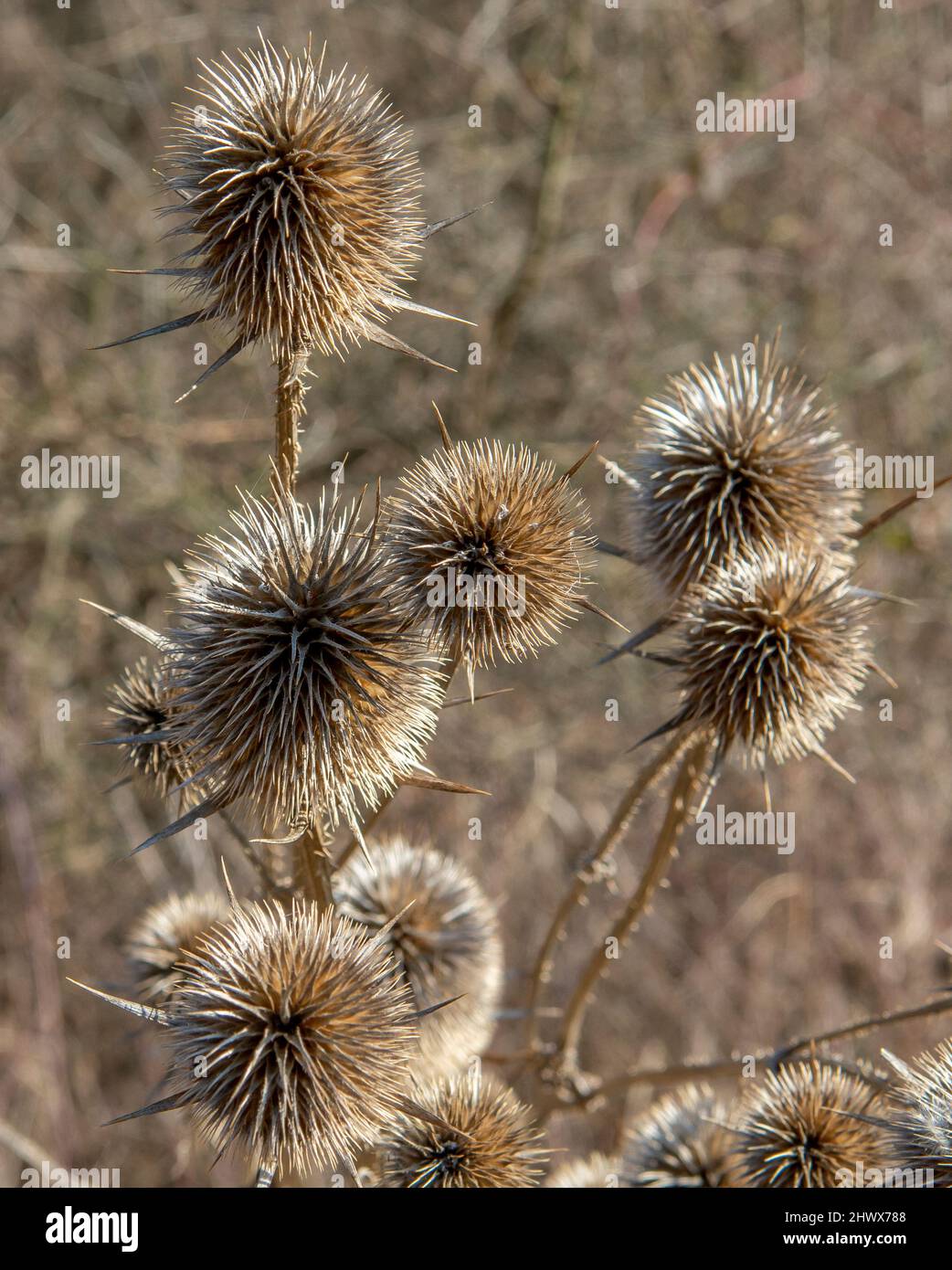 Dry Dipsacus Sativus flowerhead in winter. Indian Teasel (Fuller's teasel) Thistle macro. Close up. Stock Photo