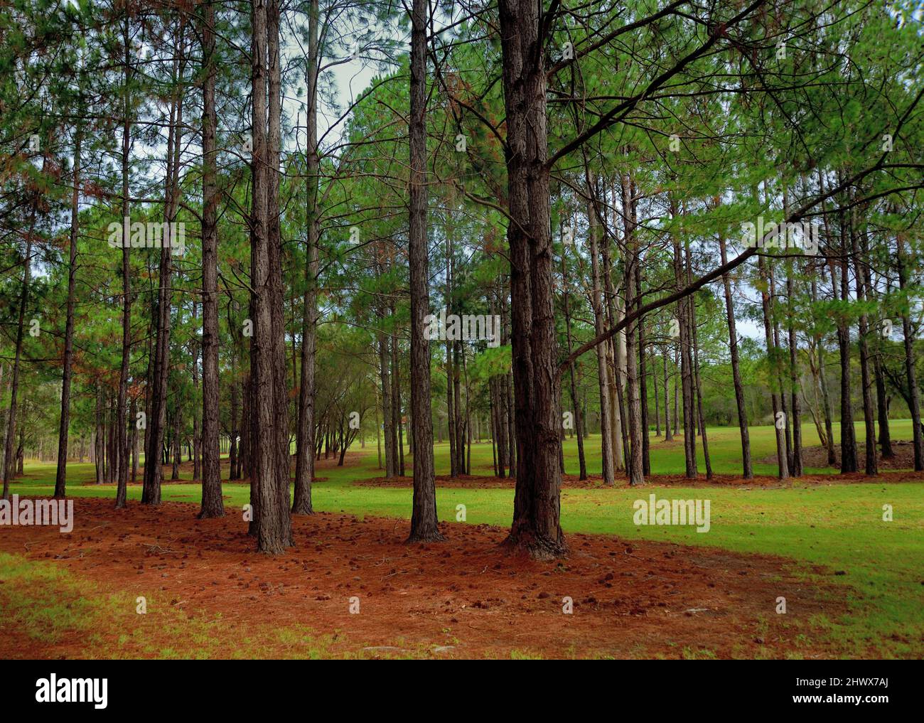 Arrays of pine trees, Australia Stock Photo