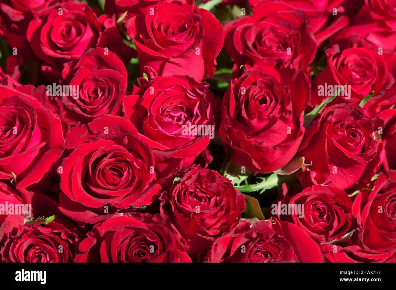 Natraul Roses Beautiful colorful natural roses hi-res stock photography and images ...
