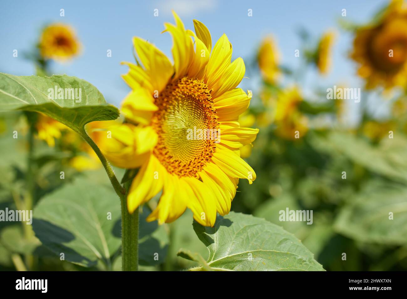 A sunny field of sunflowers in glowing yellow light. A bright yellow ...