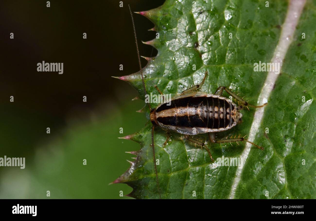 Asian Cockroach nymph (Blattella asahinai) dorsal view on a thistle leaf in Houston, TX. Stock Photo