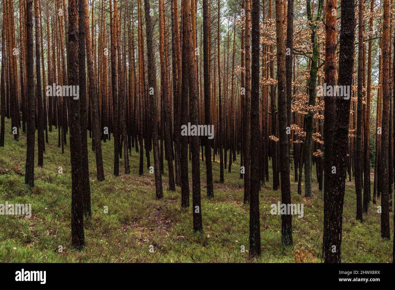 A jaw forest in Bavaria, Lichtenfels, Bavaria, Germany. Stock Photo