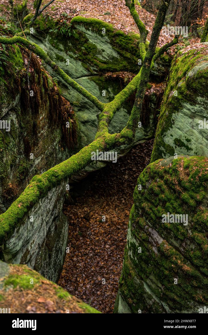 Sand stone rocks and a fallen tree in Franconia, Lichtenfels, Bavaria, Germany. Stock Photo
