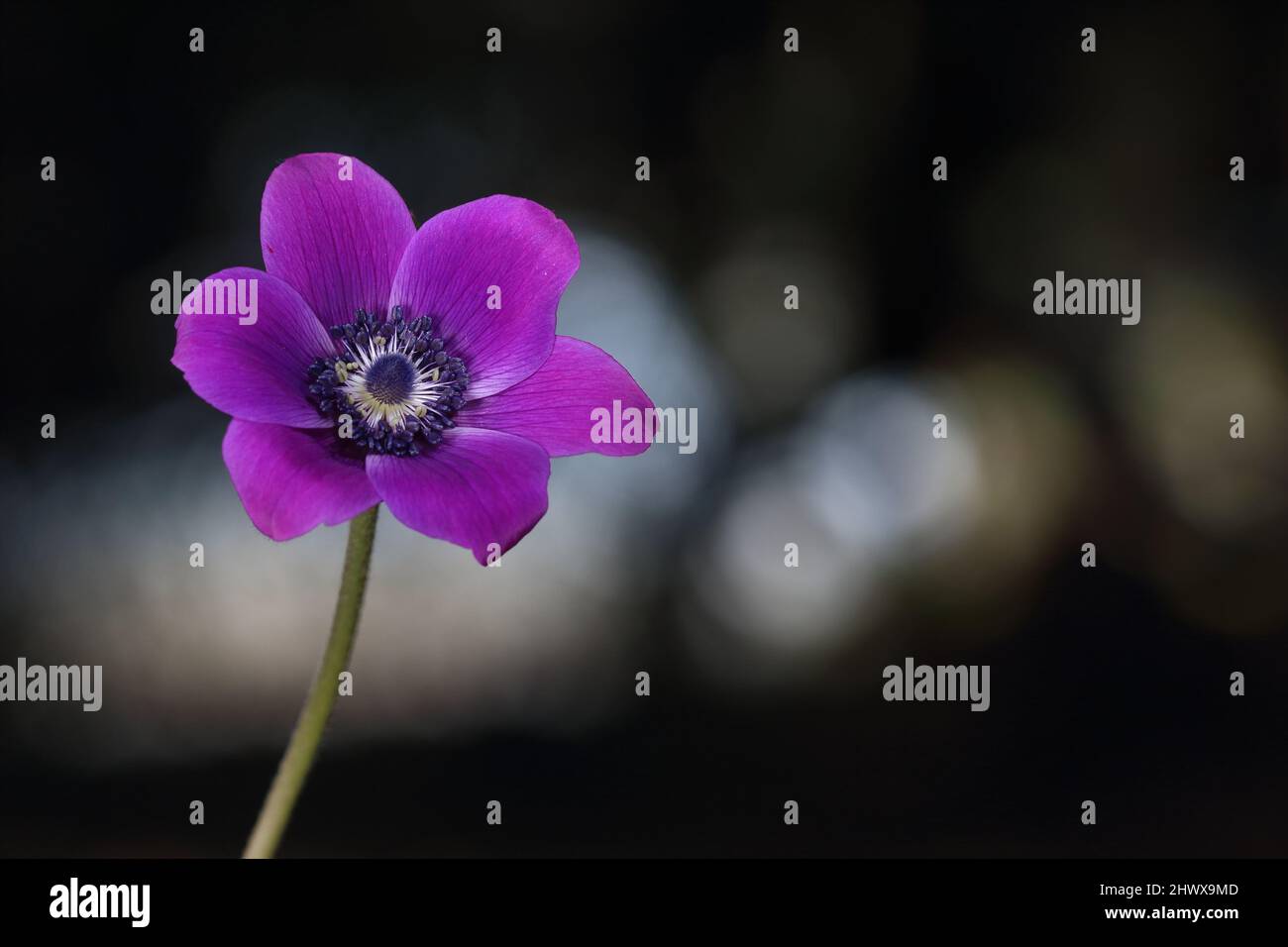 anemone flowers (anemone coronaria) in spring Stock Photo
