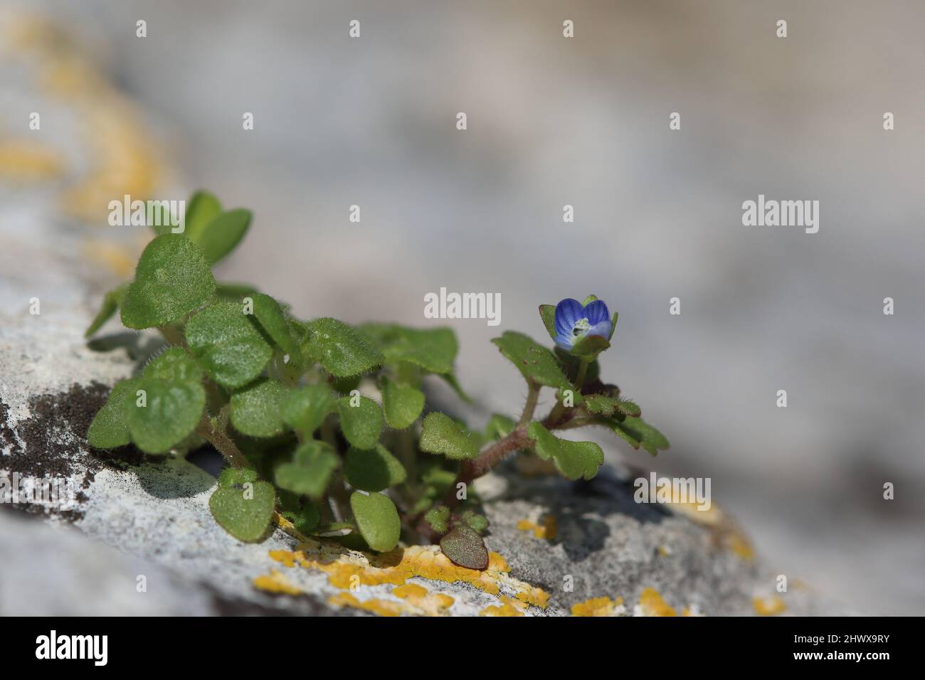 Veronica arvensis  is an annual flowering plant in the plantain family Plantaginaceae. Common names include wall speedwell, common speedwell Stock Photo