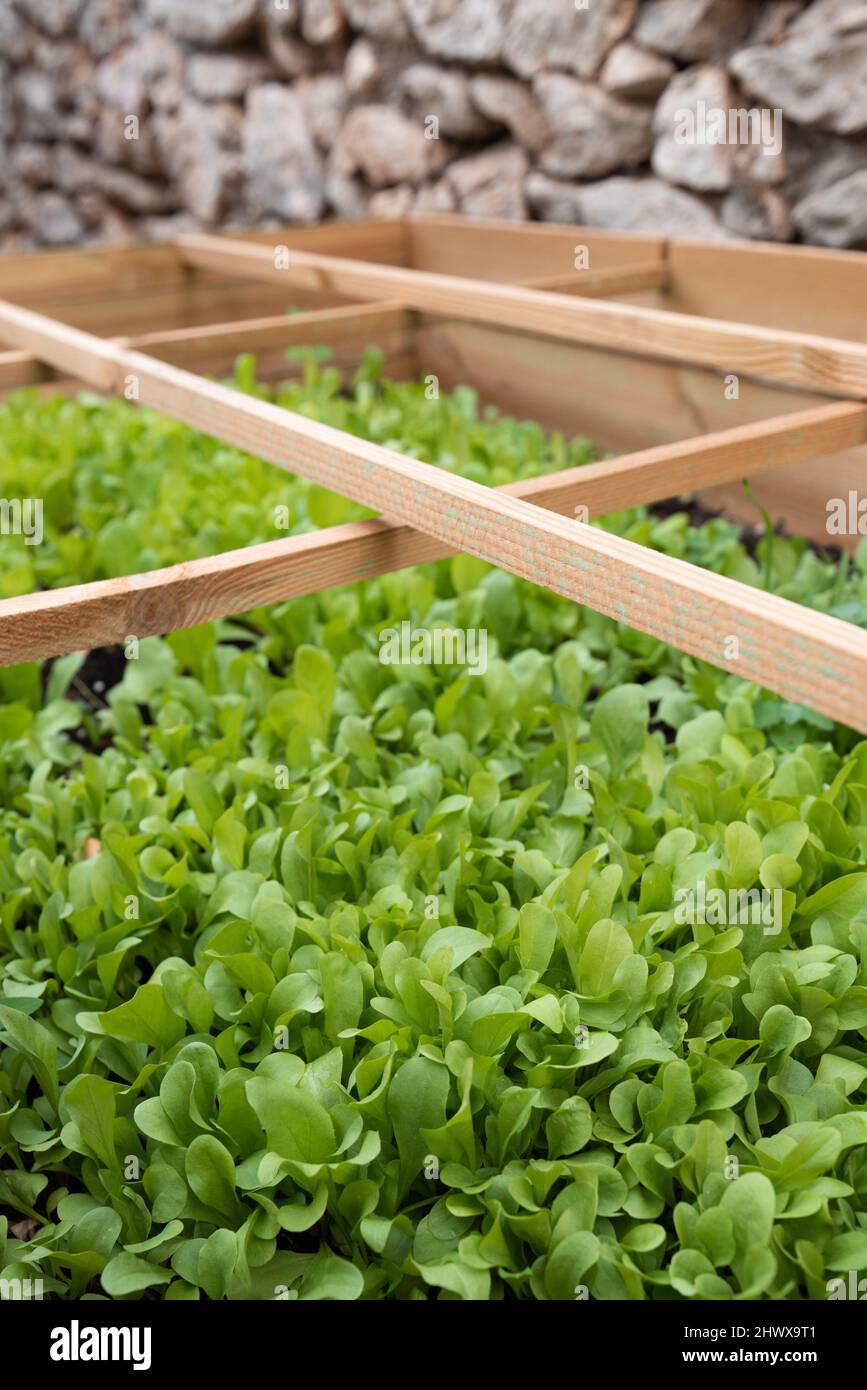 Organic homegrown corn salad (Valerianella locusta) grown in home backyard garden, selective focus Stock Photo