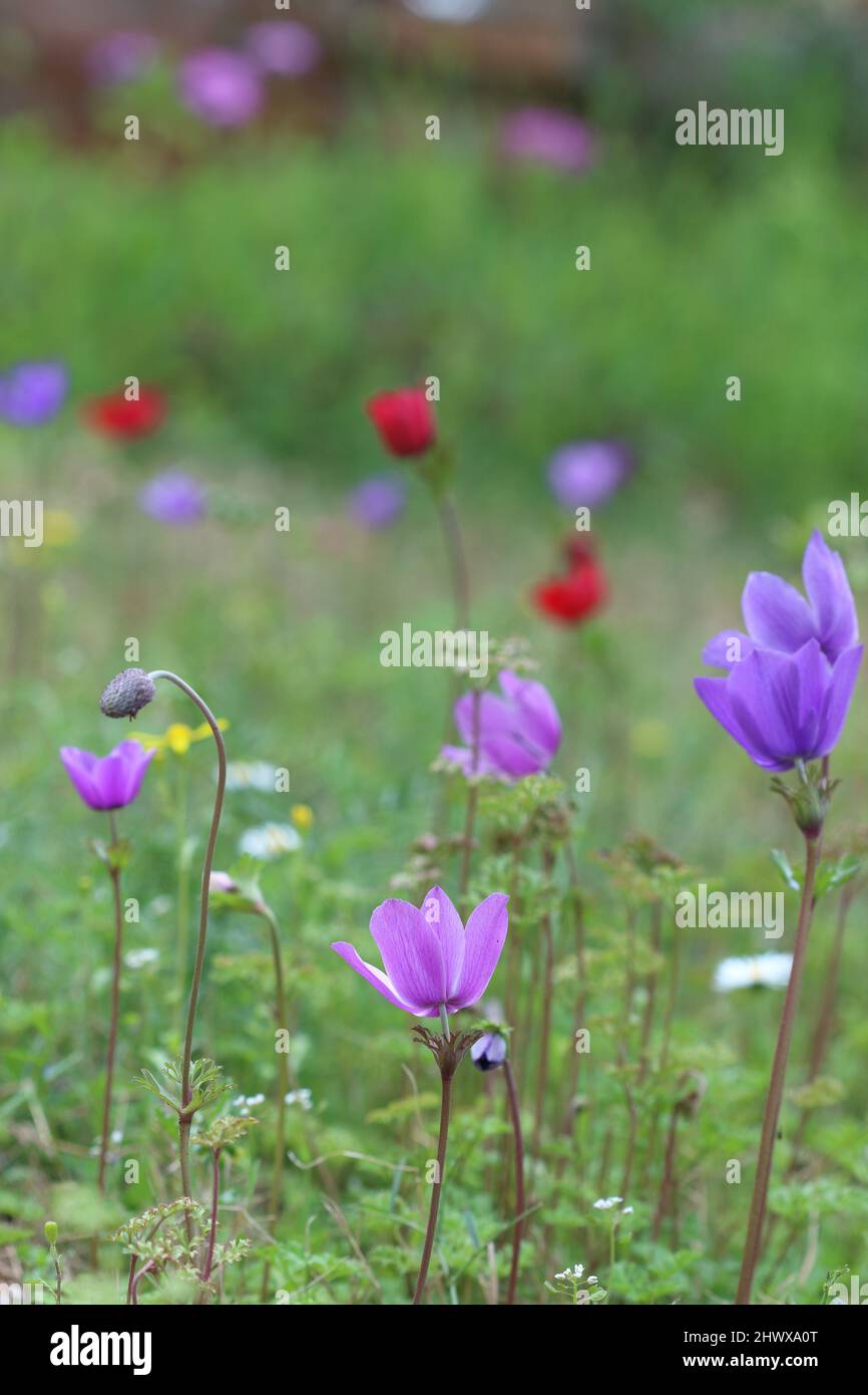 anemone flowers (anemone coronaria) in spring Stock Photo