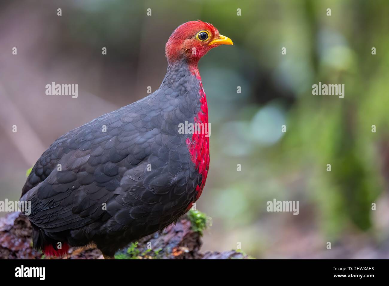 Solange Azagury-Partridge: Wild Bird