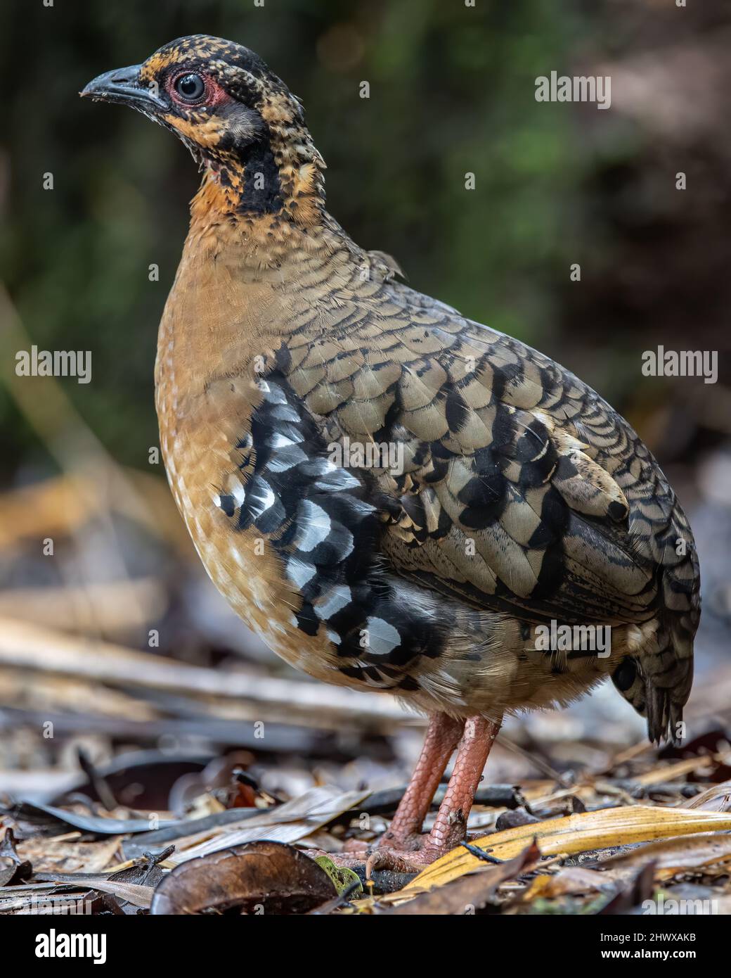 Red-breasted partridge also known as the Bornean hill-partridge It is endemic to hill and montane forest in Borneo Stock Photo