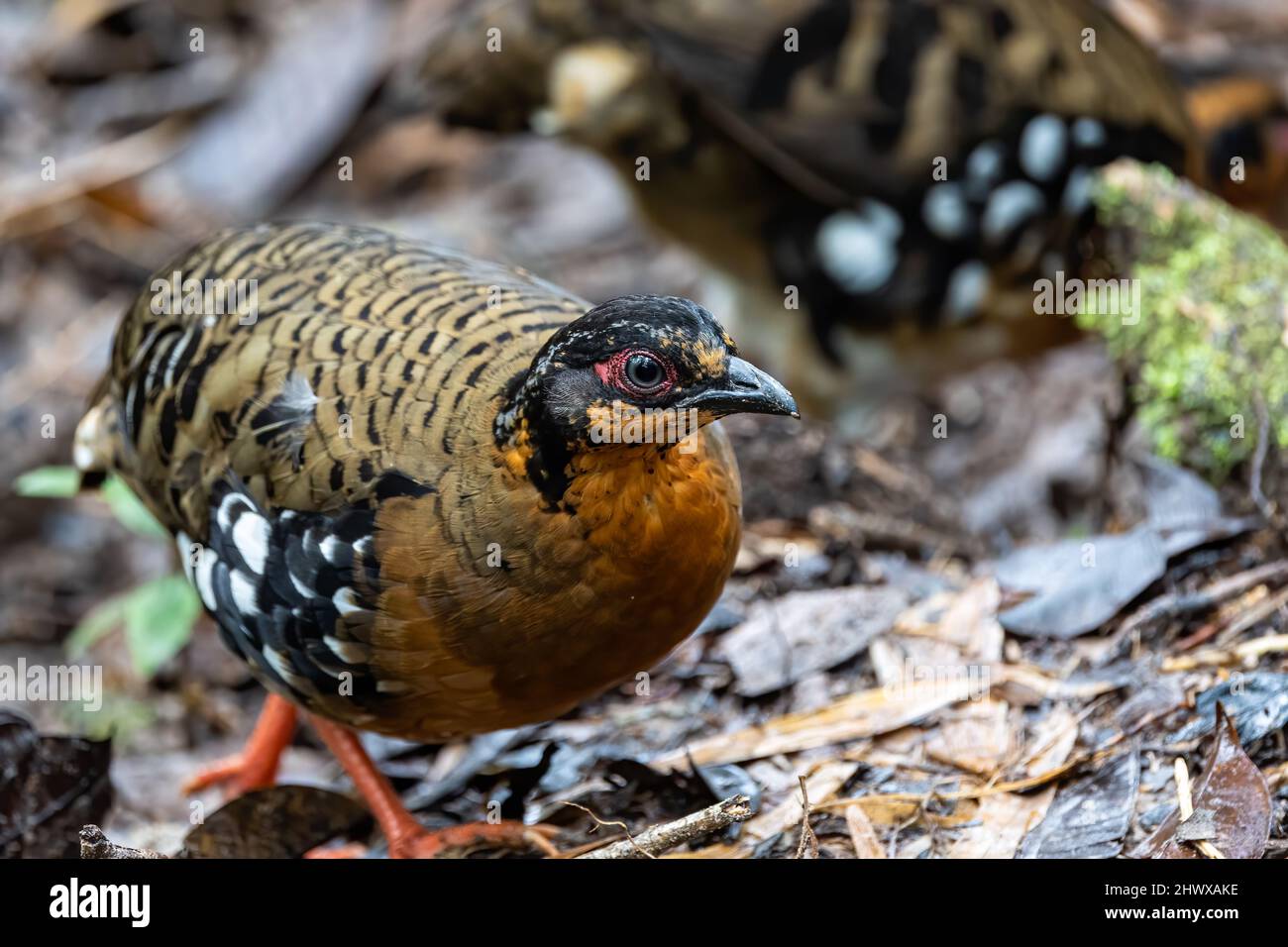 Red-breasted partridge also known as the Bornean hill-partridge It is endemic to hill and montane forest in Borneo Stock Photo