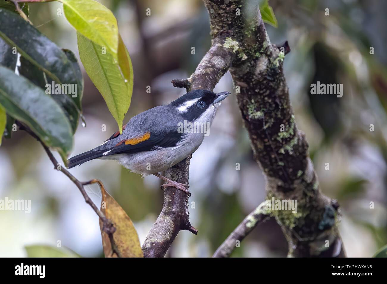 Nature wildlife bird known as Blyth's Shrike-Babbler (Pteruthius Aeralatus) Stock Photo