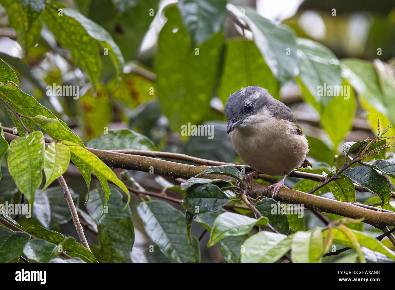 Nature wildlife bird known as Blyth's Shrike-Babbler (Pteruthius Aeralatus) Stock Photo