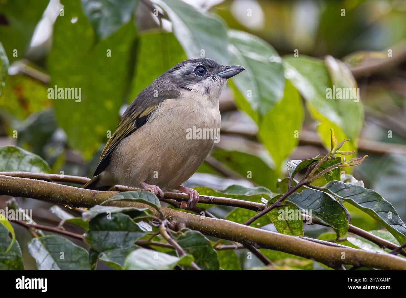 Nature wildlife bird known as Blyth's Shrike-Babbler (Pteruthius Aeralatus) Stock Photo