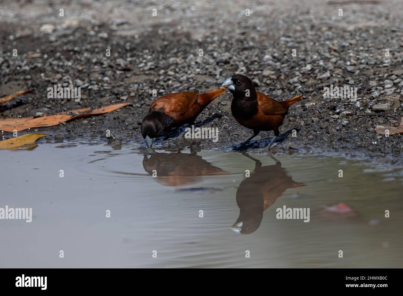 Group of Chestnut Munia bird drinking water Stock Photo