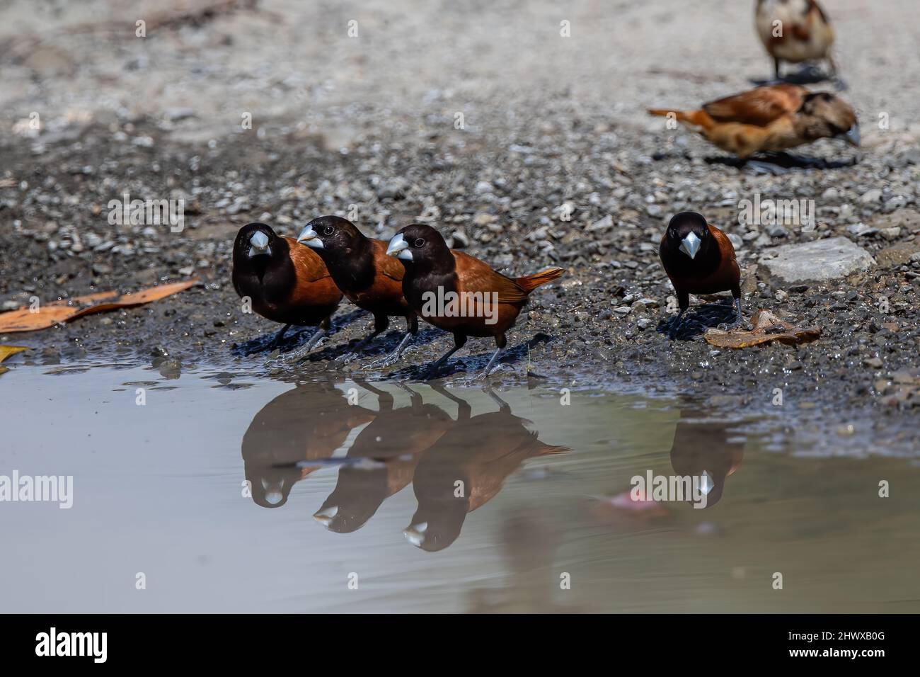 Group of Chestnut Munia bird drinking water Stock Photo