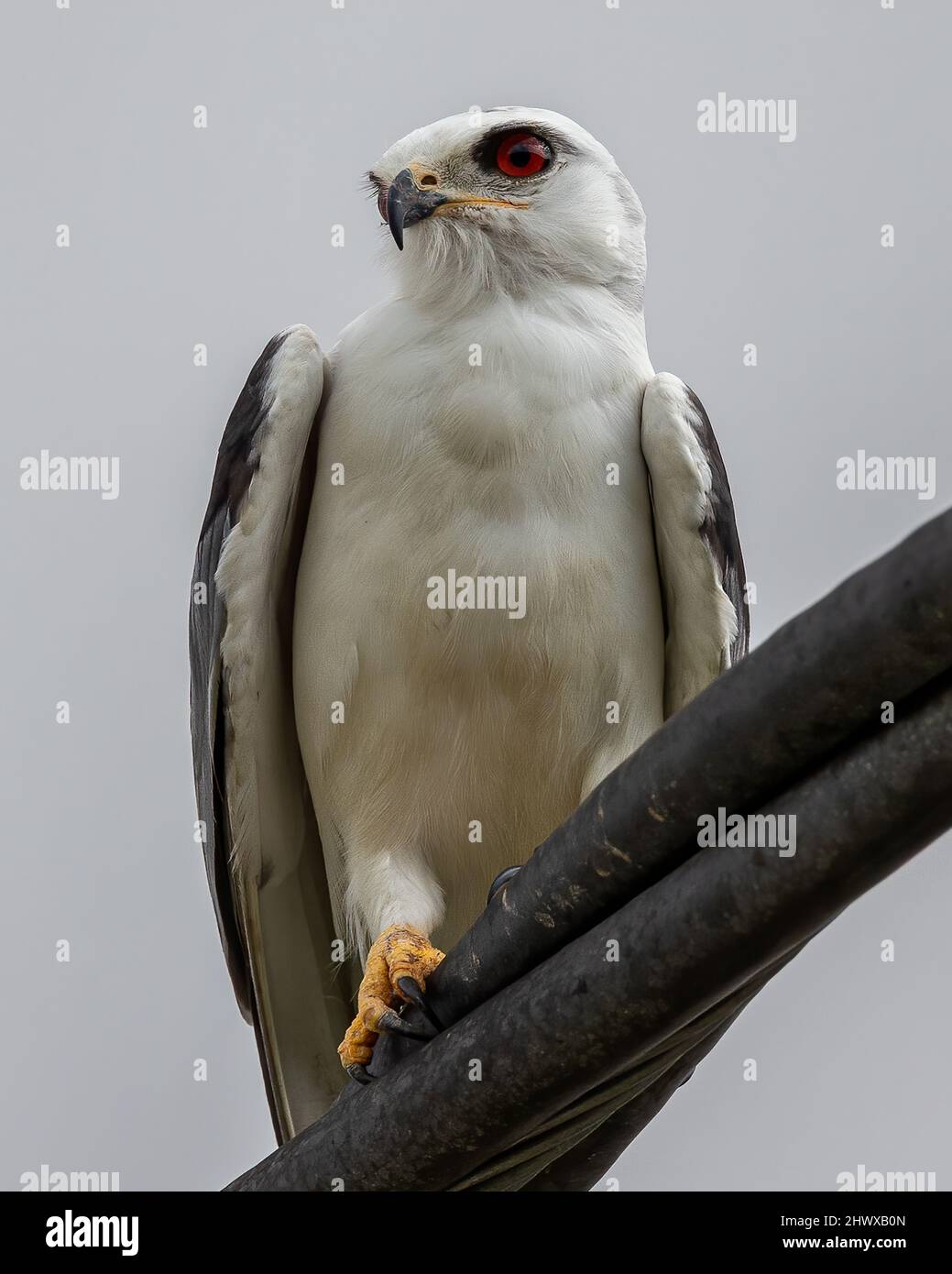 Blackwinged Kite also known as a Blackshoulder kite eagle sitting on