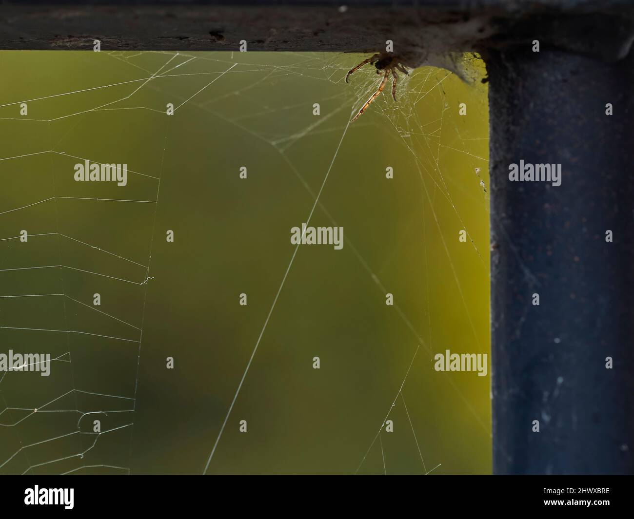 A garden spider hidden in the corner of a fence with a translucent, backlit leg resting on a thread of its web, waiting for prey to cause vibrations. Stock Photo
