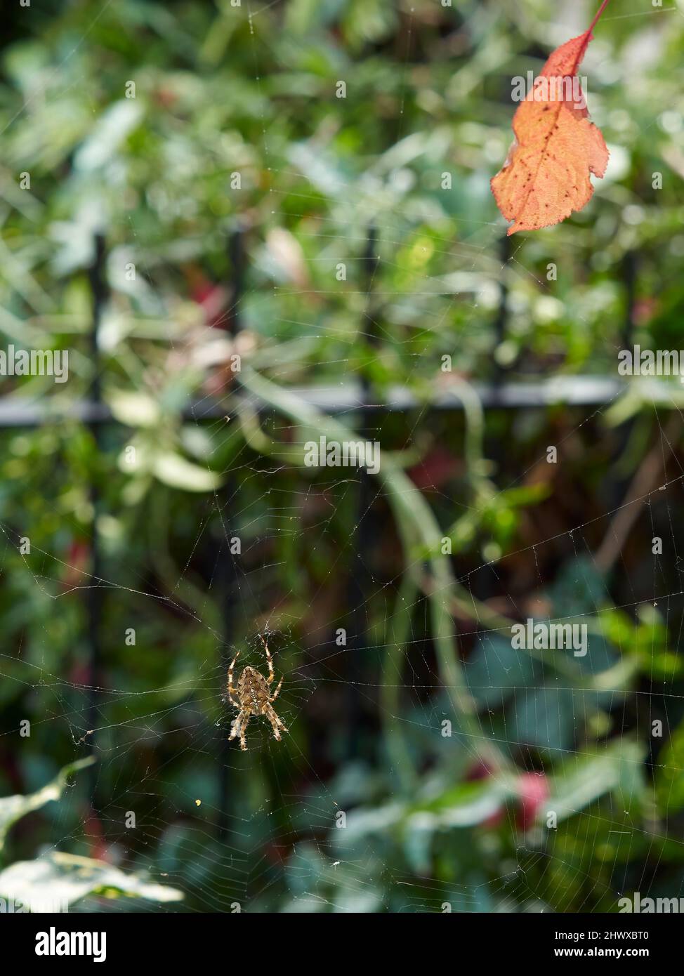 A garden spider suspended on its near invisible web, against a background of bushes and leaves. A bright autumnal leaf is caught on the web. Stock Photo
