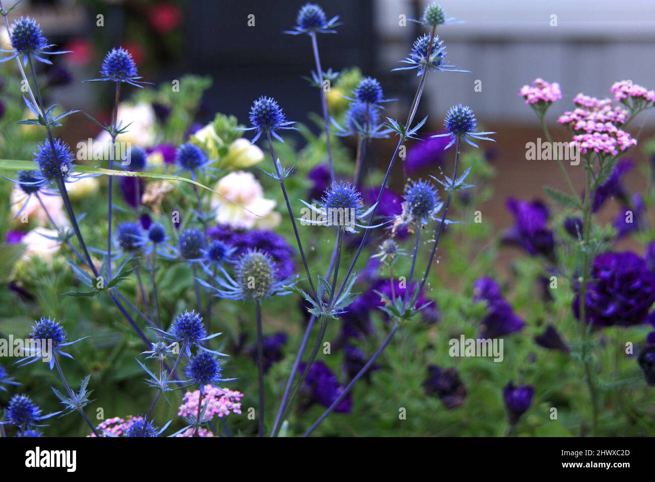 Eryngium 'Blue Glitter' Stock Photo Alamy