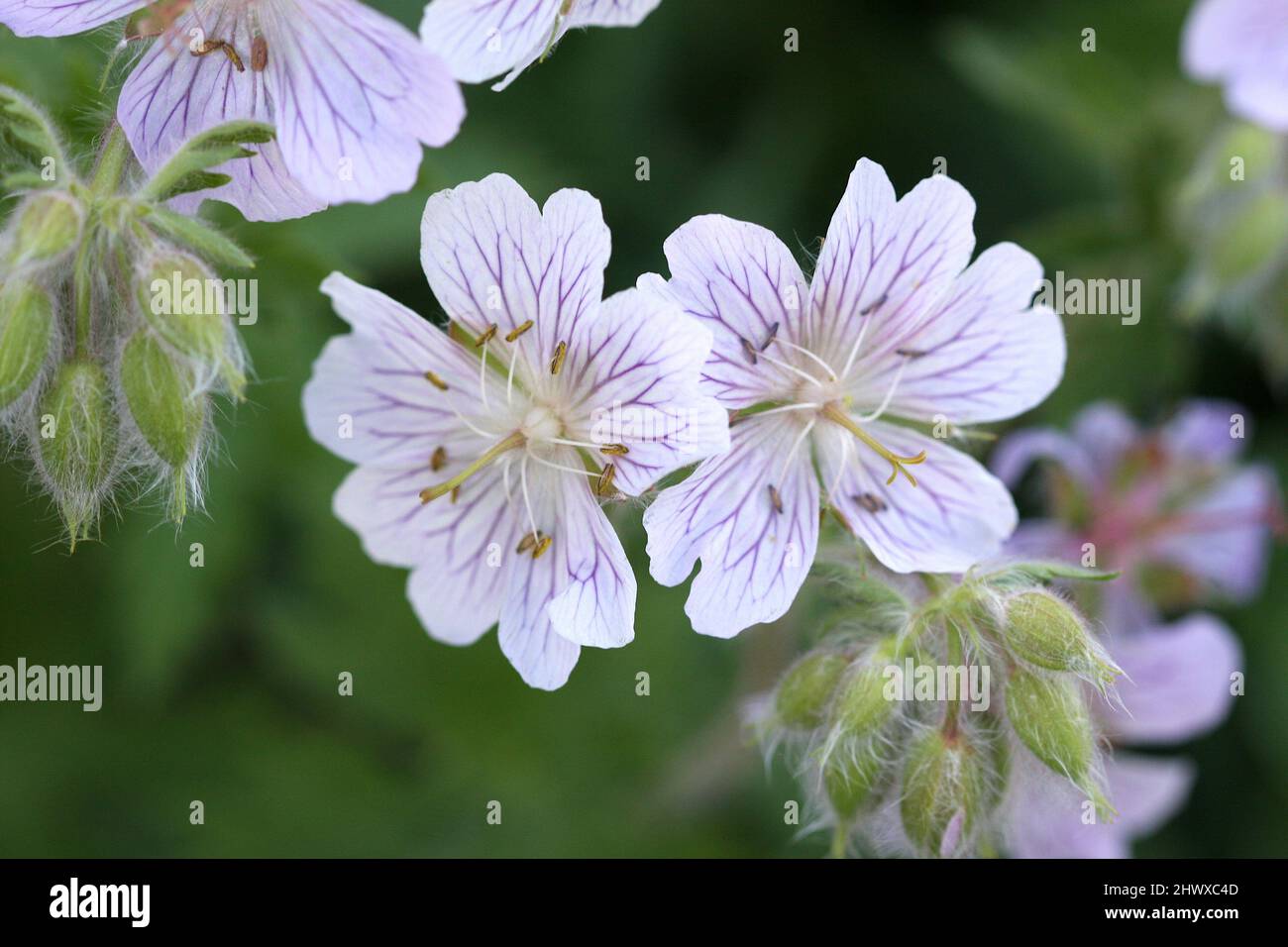 Geranium ibericum subsp jubatum 'White Zigana' (Cranesbill) Stock Photo