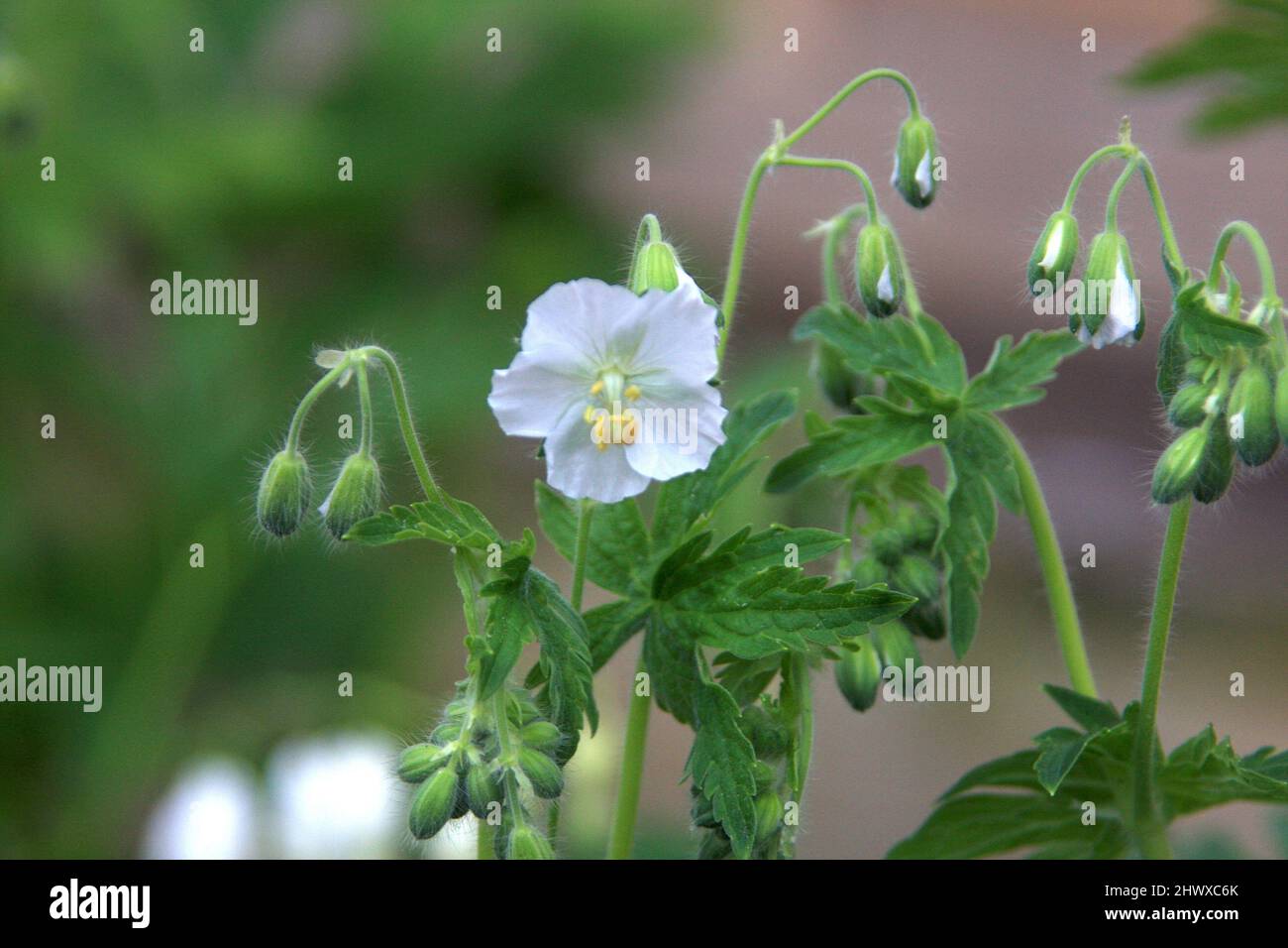 Geranium phaeum 'Album' (Cranesbill) Stock Photo