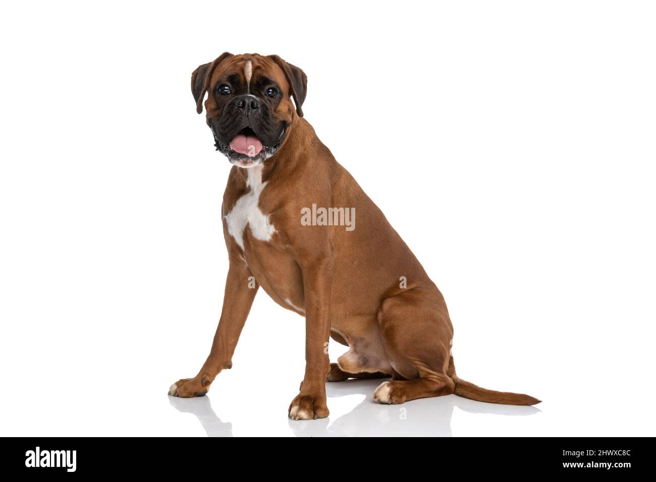 happy boxer dog sticking his tongue out at the camera and sitting ...