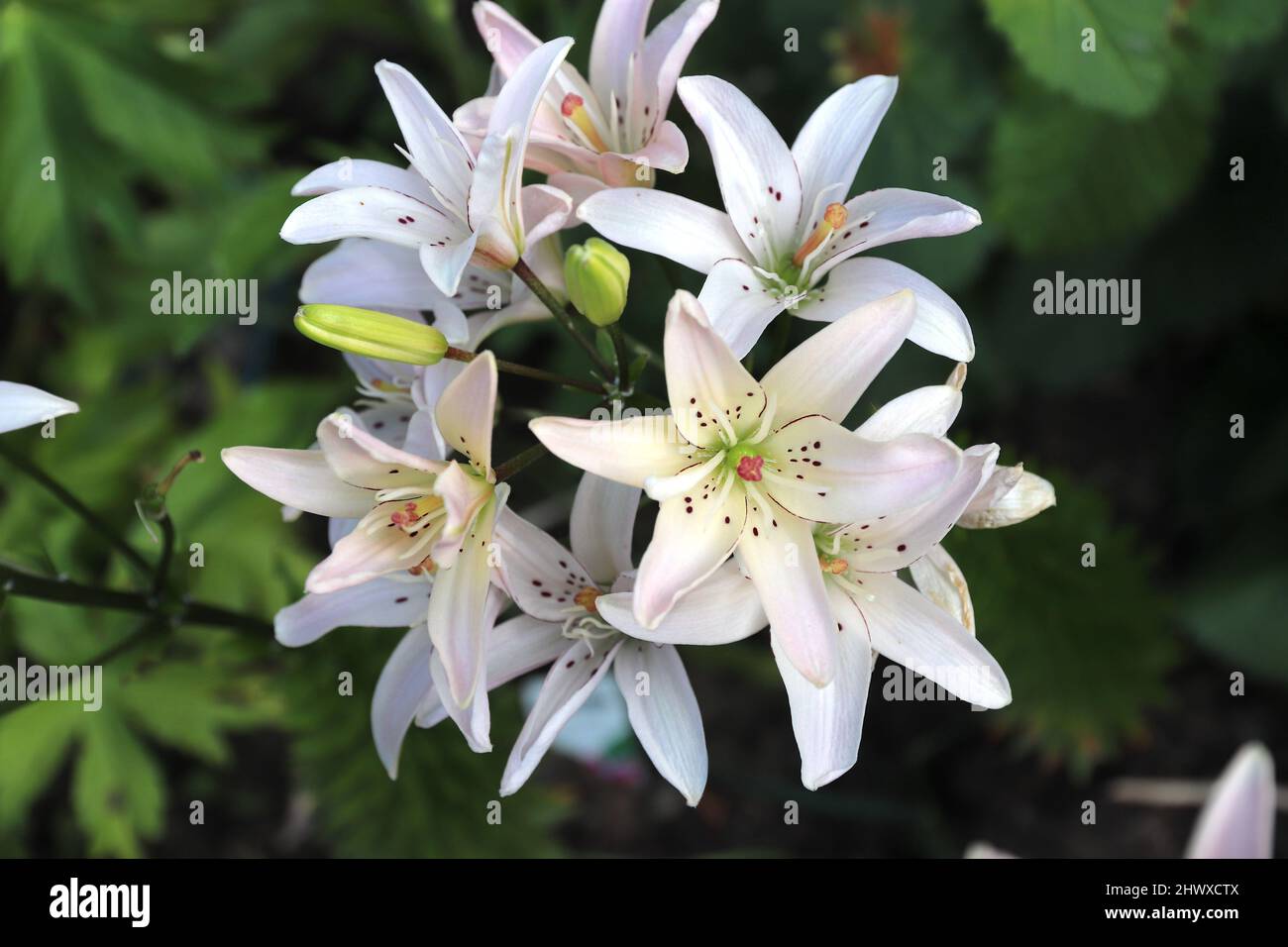 Lilium 'Elodie' (Asiatic lily Stock Photo - Alamy