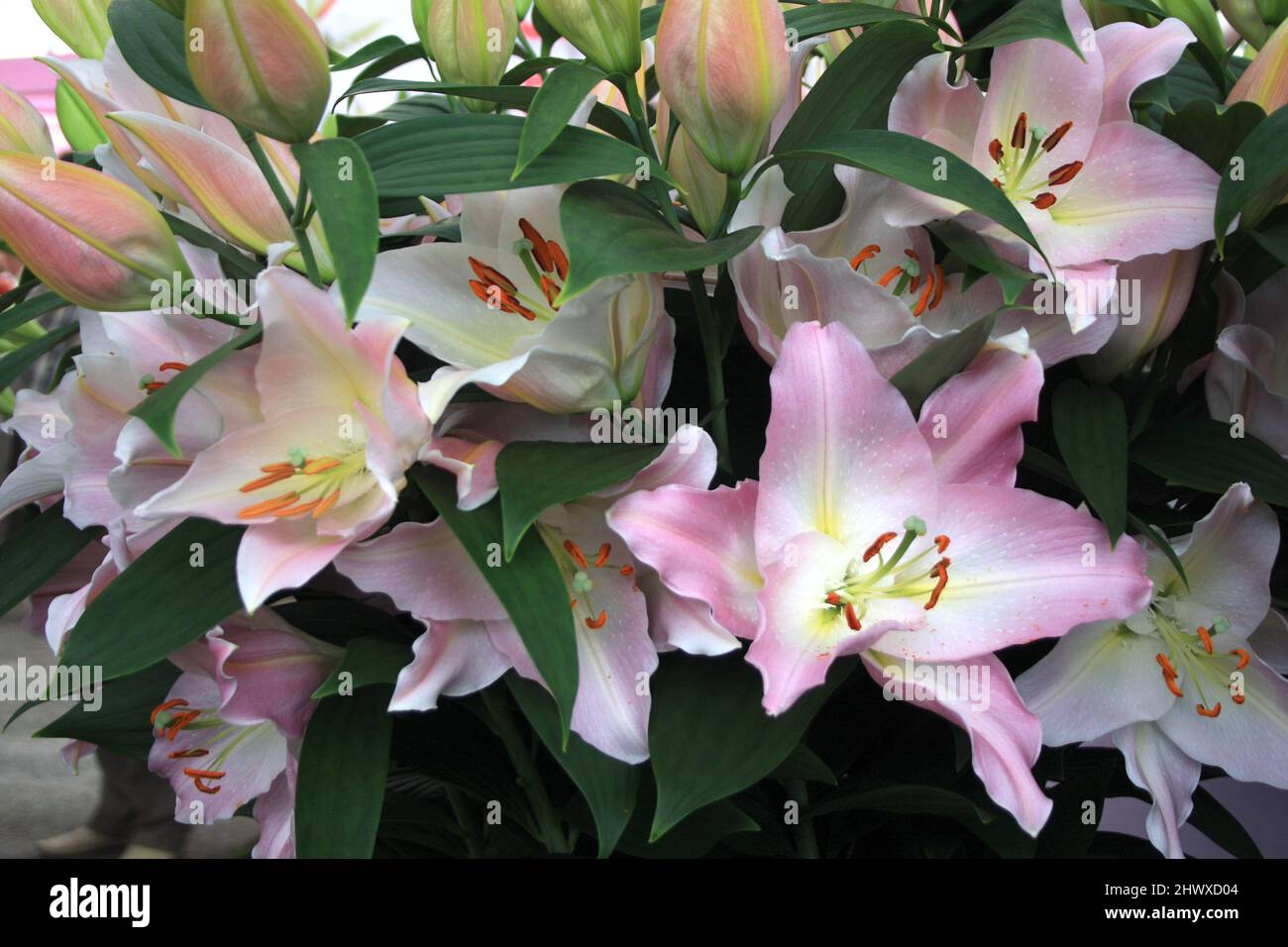 Lilium Je t'Aime' (Oriental lily) Stock Photo