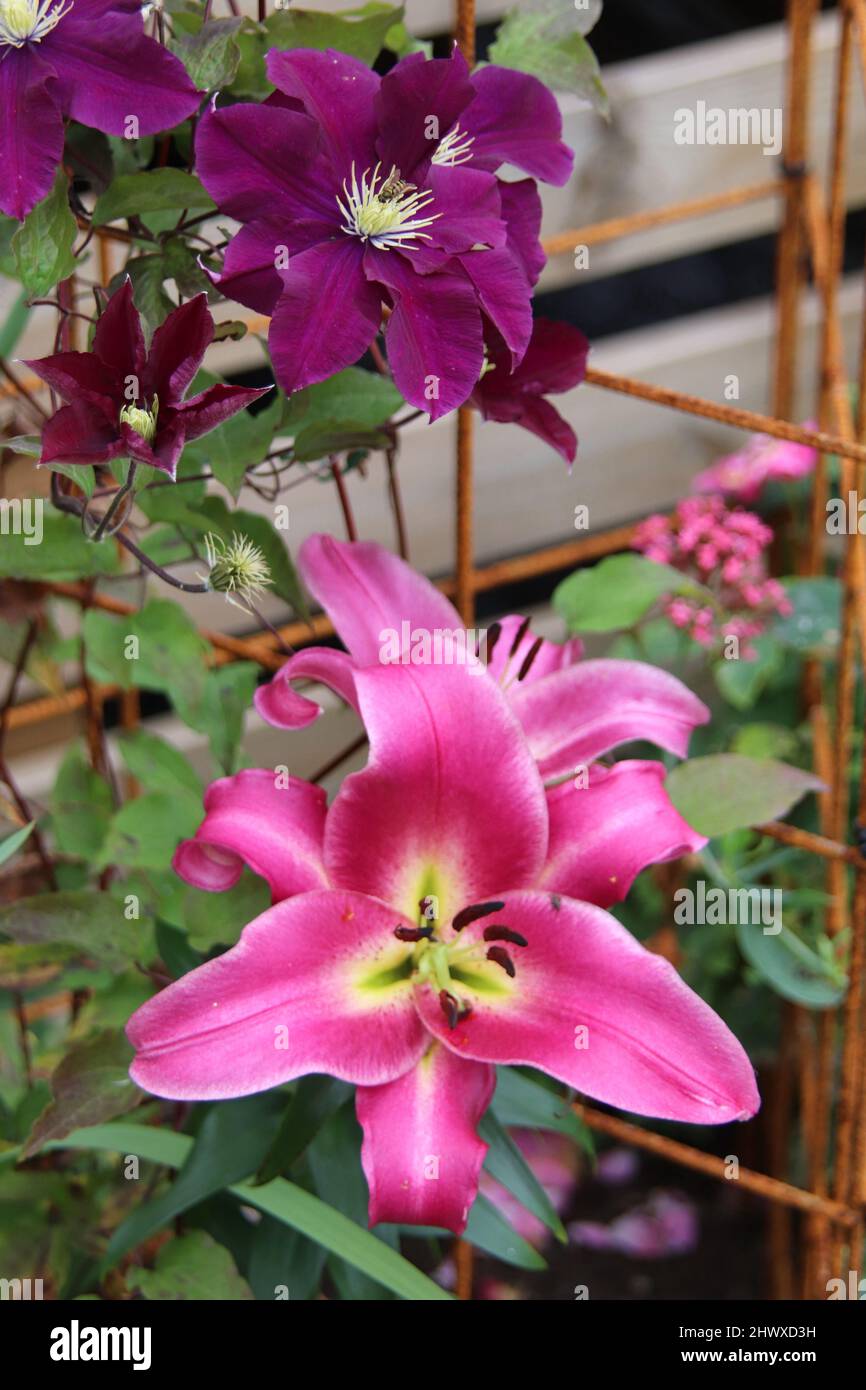 Lilium 'On Stage' (Oriental/trumpet lily) Stock Photo