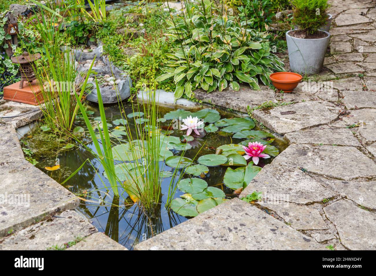 A small pond with pink flowering water lilies in bloom in summer, set in a crazy paving concrete patio in a back garden in Surrey, south-east England Stock Photo
