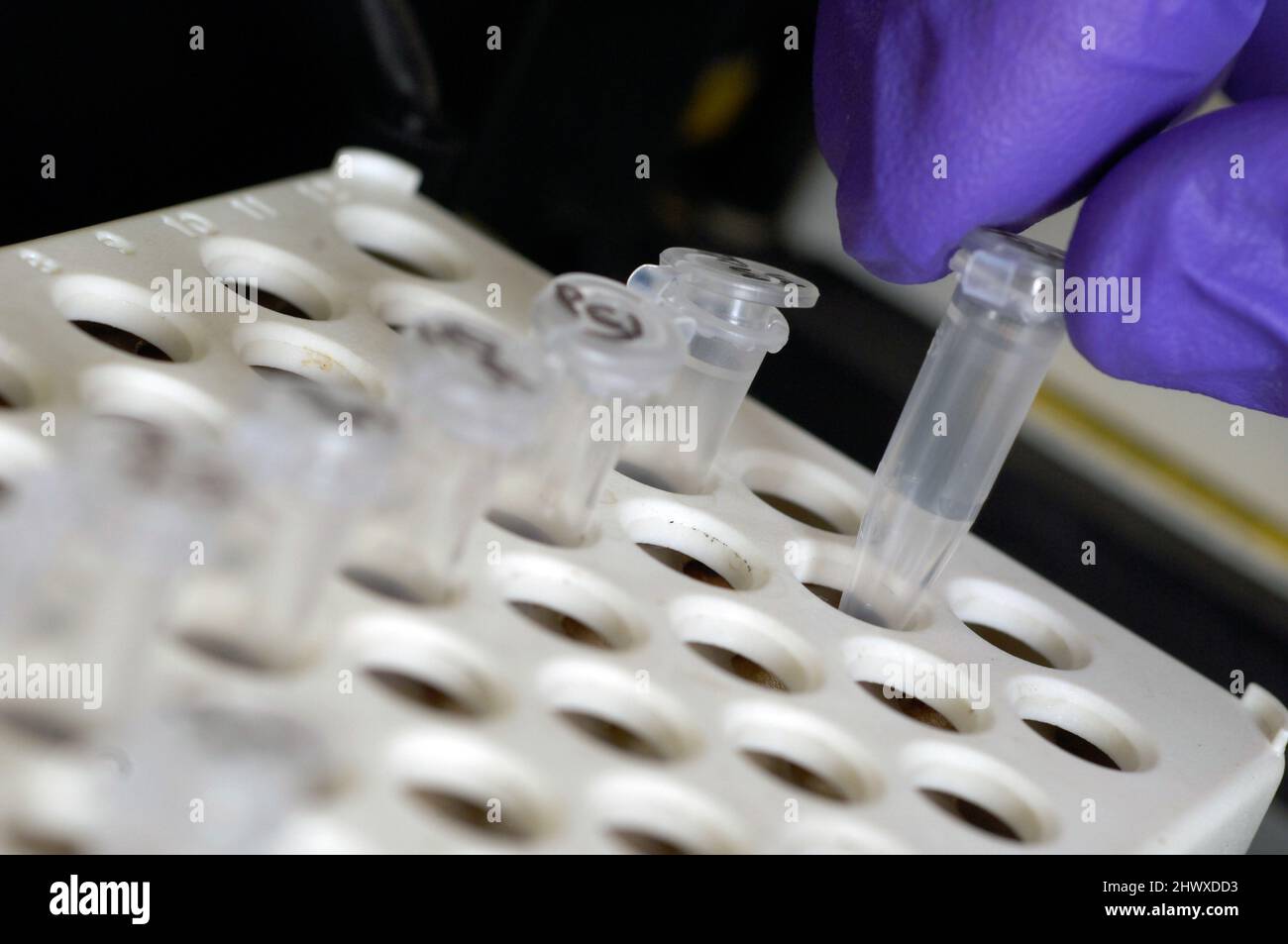 Laboratory technician loading plastic trail vials hi-res stock ...