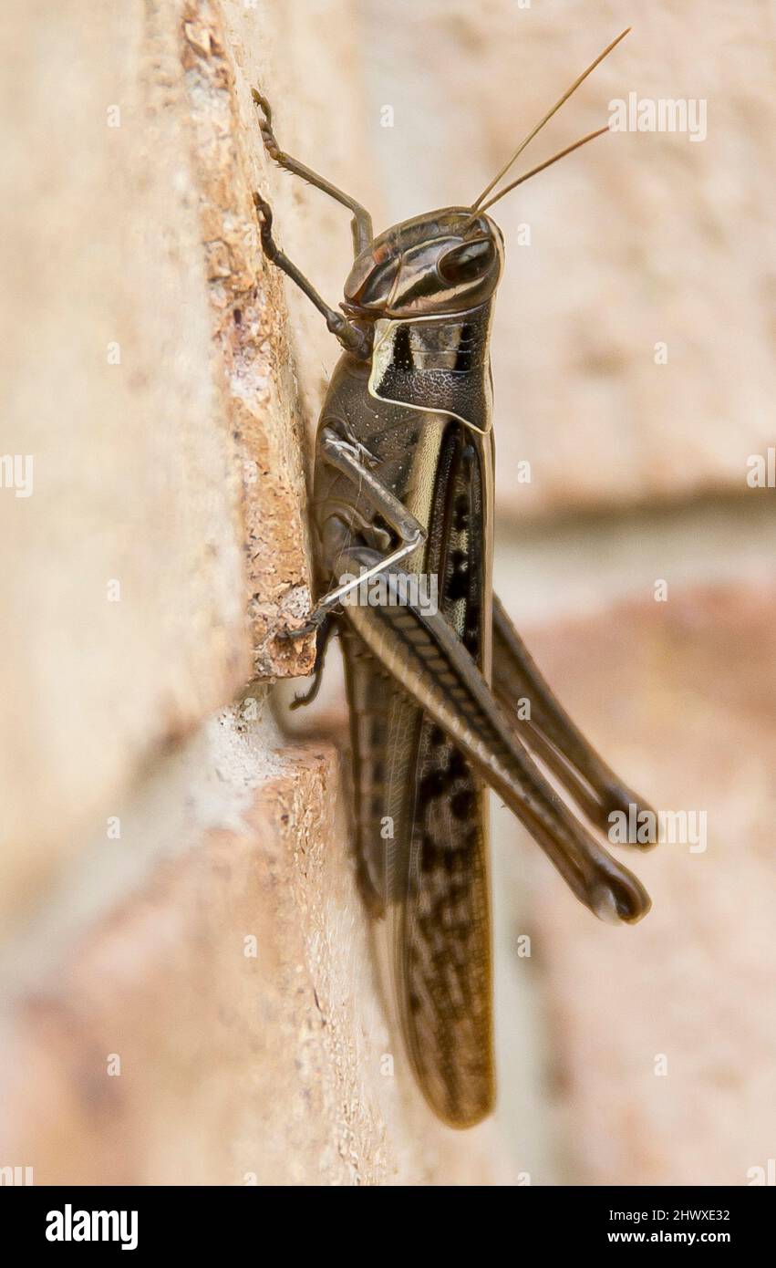 Largest Australian grasshopper -  Giant grasshopper, Valanga irregularis, resting on brick wall in garden. Autumn, Queensland, Australia. Stock Photo