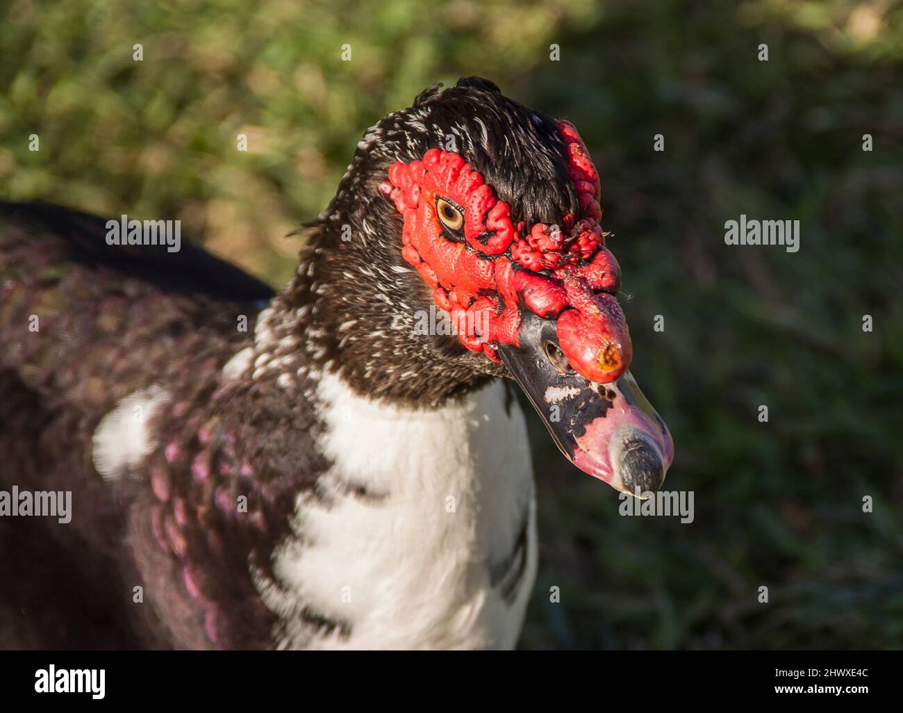 Face of Muscovy duck, Cairina moschata, introduced to Australia, native of Central, South America. Black and white with red lumps on face. Queensland. Stock Photo