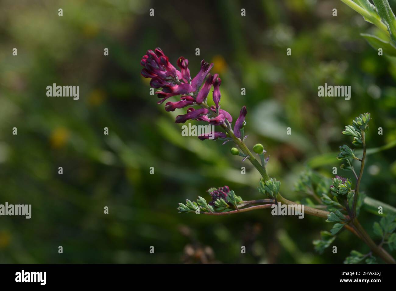 Close up shot of flowers on a common fumitory (fumaria officinalis) plant Stock Photo