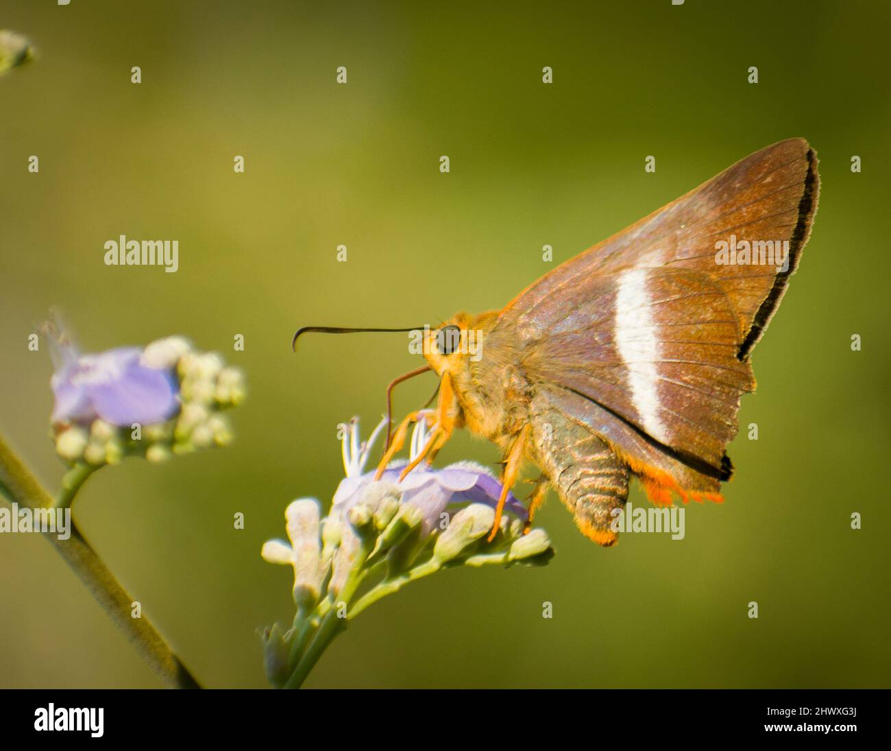 close of butterfly sitting on flower .  indian orange tailed owlet (bibasis sena sena ) Stock Photo