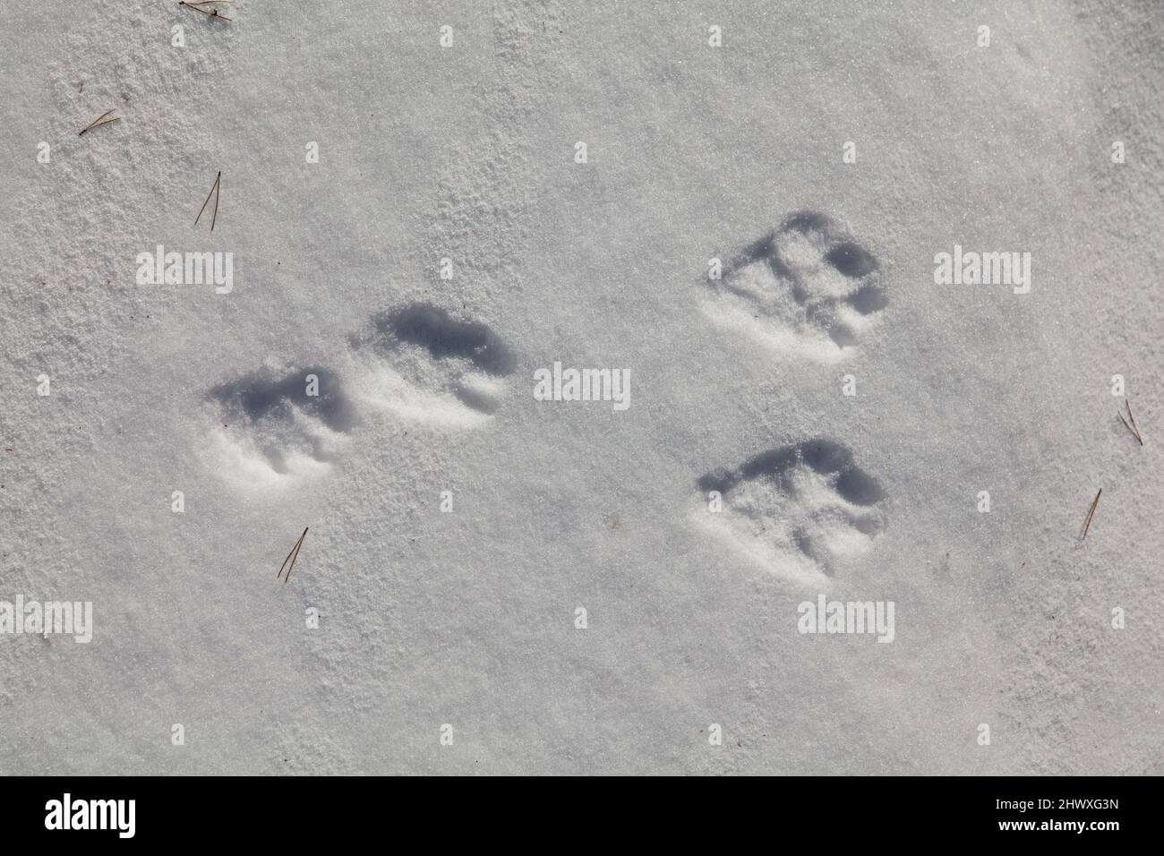 Rabbit tracks in snow Stock Photo Alamy