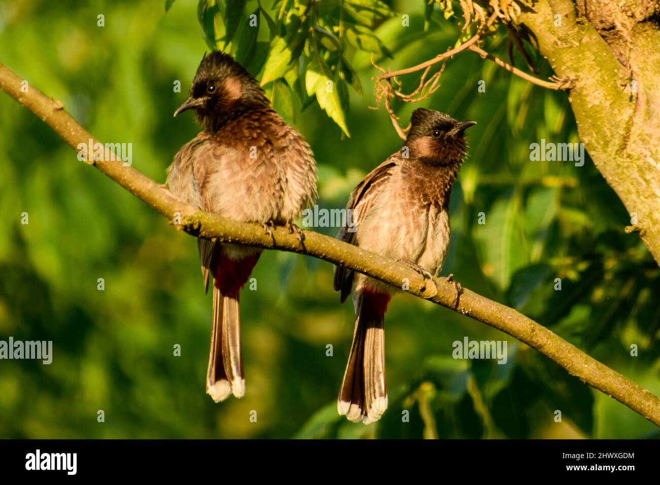 Beautiful pair of the red-vented bulbul, Pycnonotus cafer Stock Photo